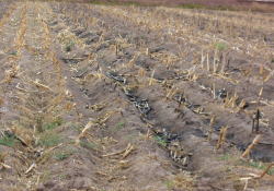 ジャイコーン（ジャイアントコーン）収穫直後の畑（２００７年８月）