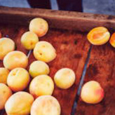 アプリッコット（杏子）の収穫