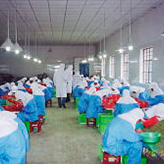 昆明の選別工場（2003年）パンプキンシード（かぼちゃの種）